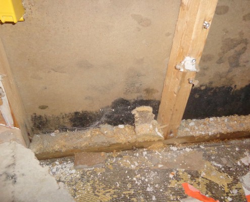 mold from water damage toronto