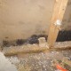 mold from water damage toronto