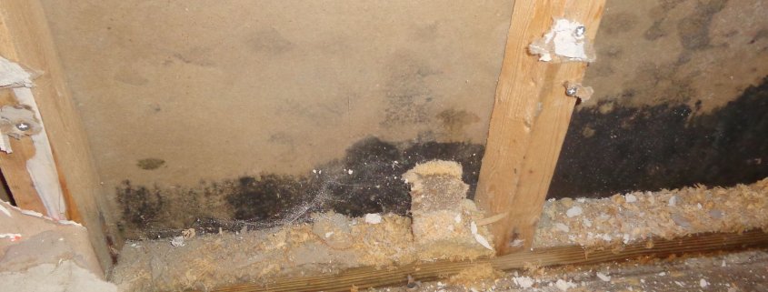 mold from water damage toronto