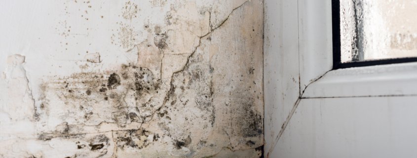 Black mold removal Toronto