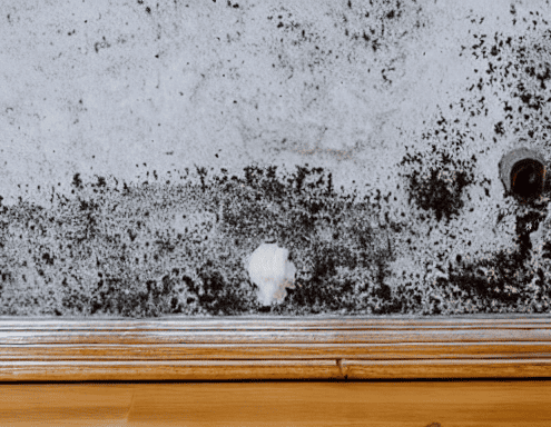 removing-mold-from-home-toronto
