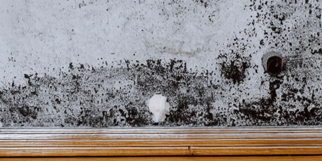 removing-mold-from-home-toronto