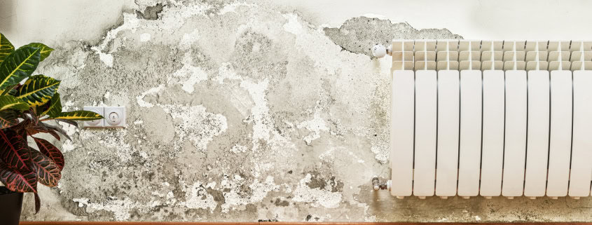 white mold on wall Toronto home