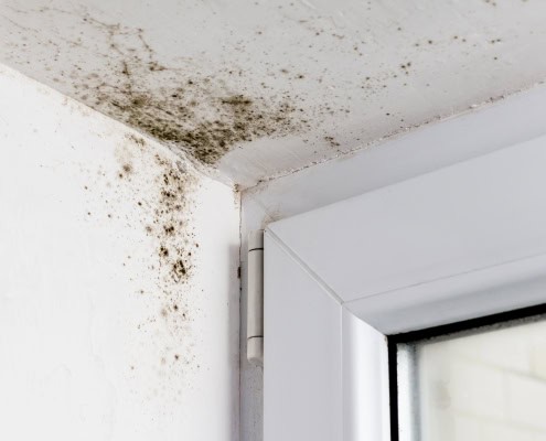 mold growing on walls in toronto