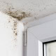 mold growing on walls in toronto