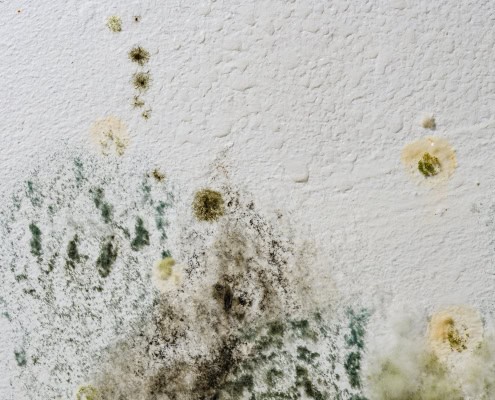 mold growth in toronto home
