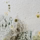 mold growth in toronto home