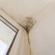 mold growing in toronto home