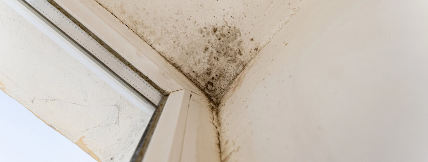 mold growing in toronto home