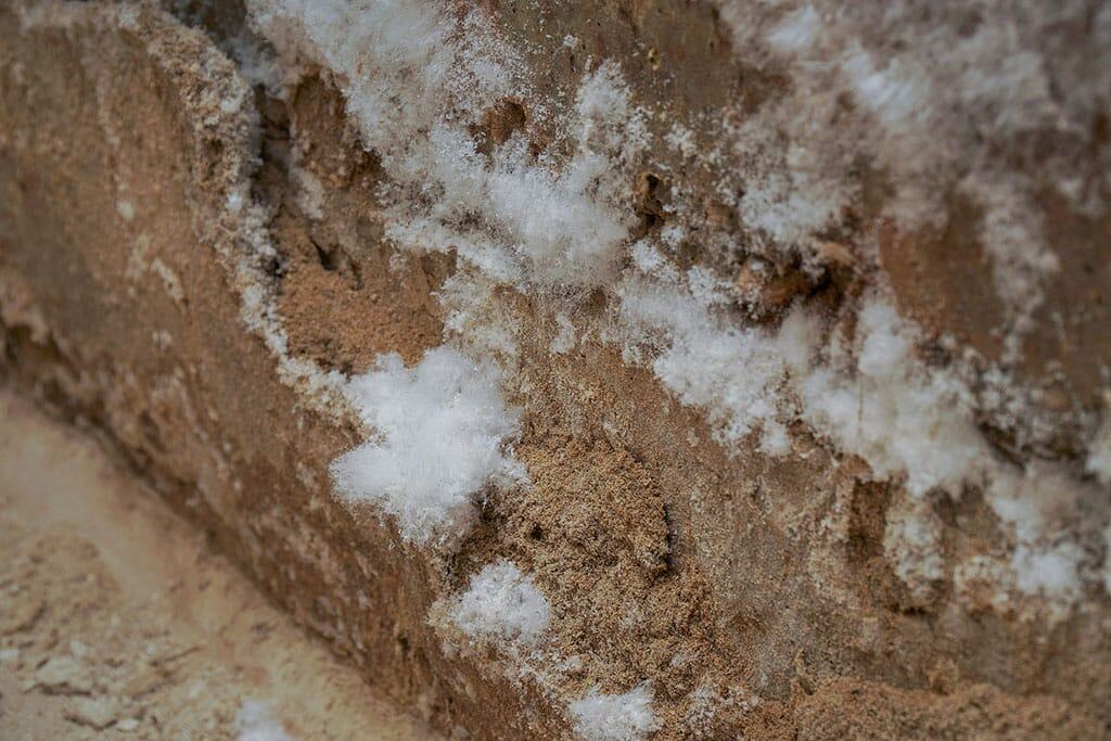 white mold removal toronto