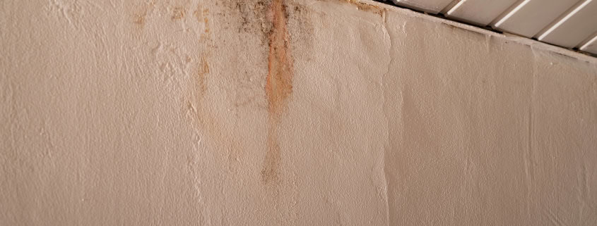 mold growing toronto home