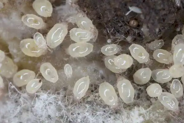 mold mites in the home