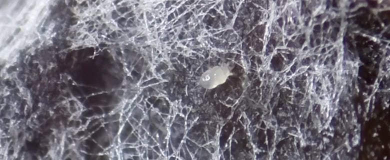 toronto mold mite removal