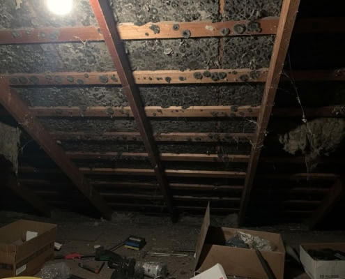 bad mold infestation attic toronto home