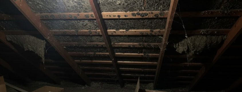bad mold infestation attic toronto home