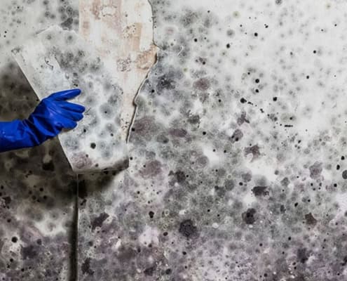 mold abatement toronto