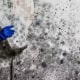mold abatement toronto