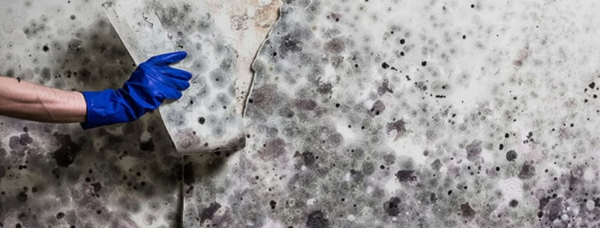 mold abatement toronto