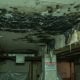 mold growing in commercial industrial building toronto